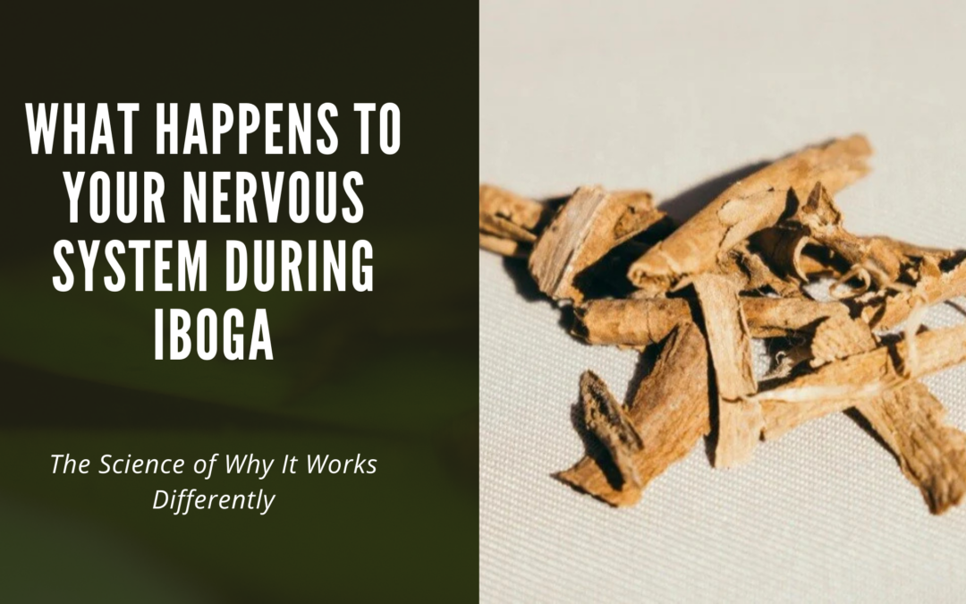 What Happens to Your Nervous System During Iboga?